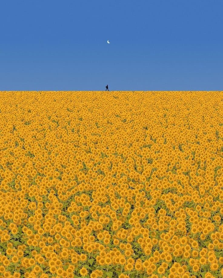 A lone figure standing in a vast field of sunflowers