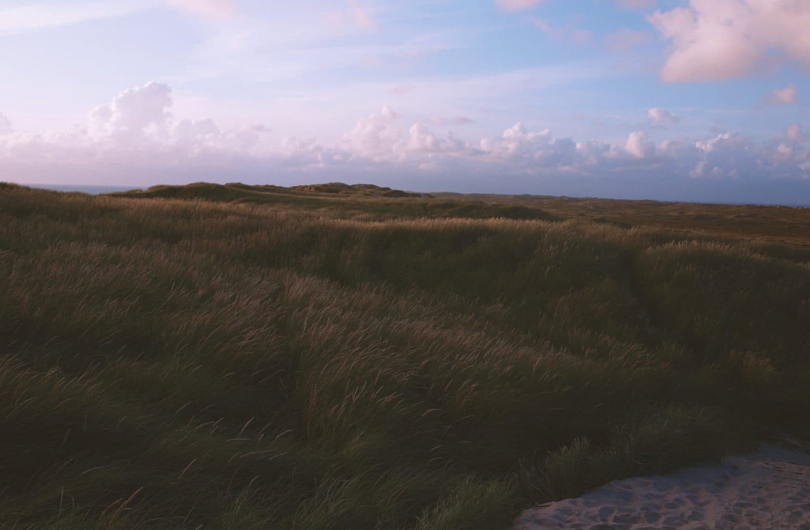 Open grassland under a wide, softly lit sky at dusk