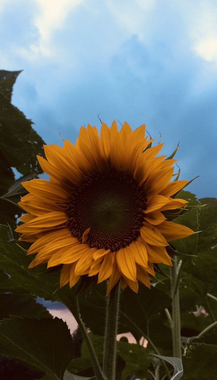 A single sunflower against an open sky